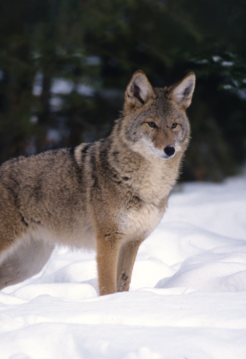 Coyote in the snow