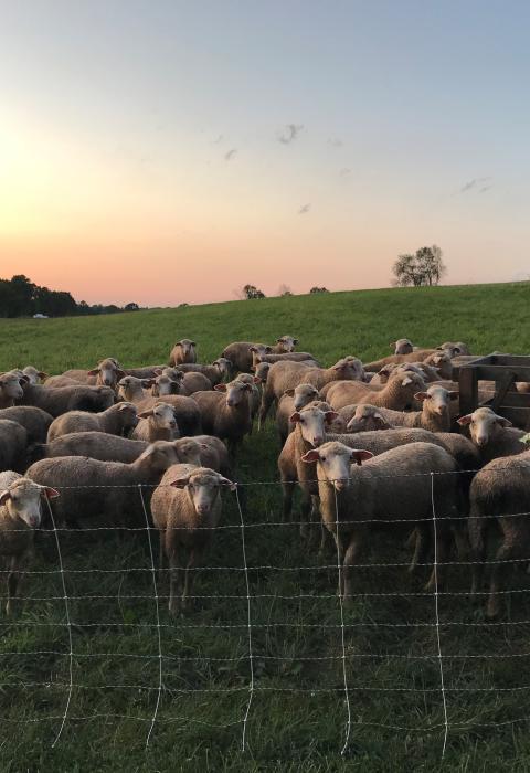 Sheep on pasture