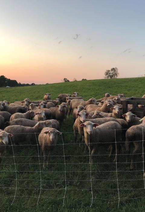 Sheep on pasture