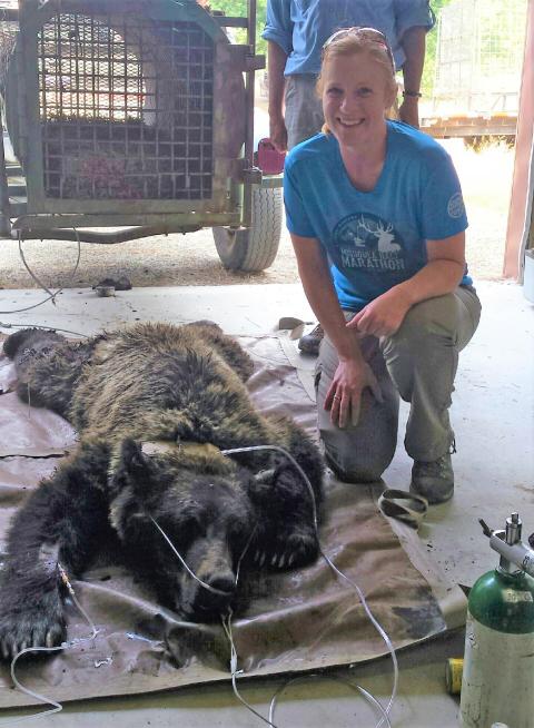 Charlotte Milling poses with an anaesthetized grizzly bear.