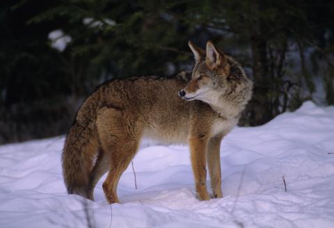 Coyote in the snow
